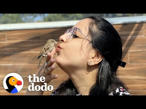 Tiny Rescue Bird
