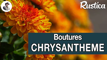 Comment faire des boutures de chrysanthèmes ?