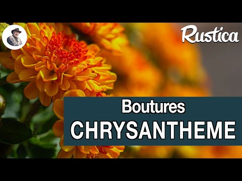 Vidéo: Comment Faire Pousser Un Chrysanthème à Partir D'un Bouquet à La Maison ? Comment Rooter ? La Reproduction Par Bouturage Est-elle Possible ? Est-il Possible De Planter Un Chrysanth