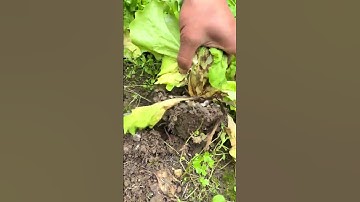 RT  mini rotary tillage and ridging all-in one tree short view rogator rotarymower