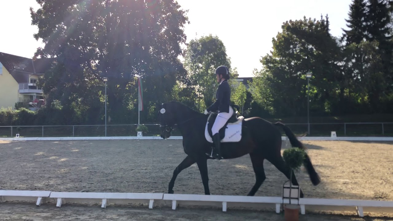 Top oder Fail? Hasslinghausen Dressurreiter RA1/2