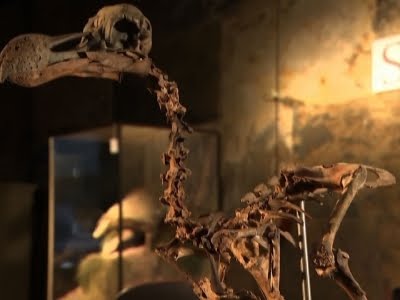 Family of four mammoth skeletons to fetch 400000