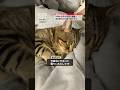 猫が会社から解雇されました。