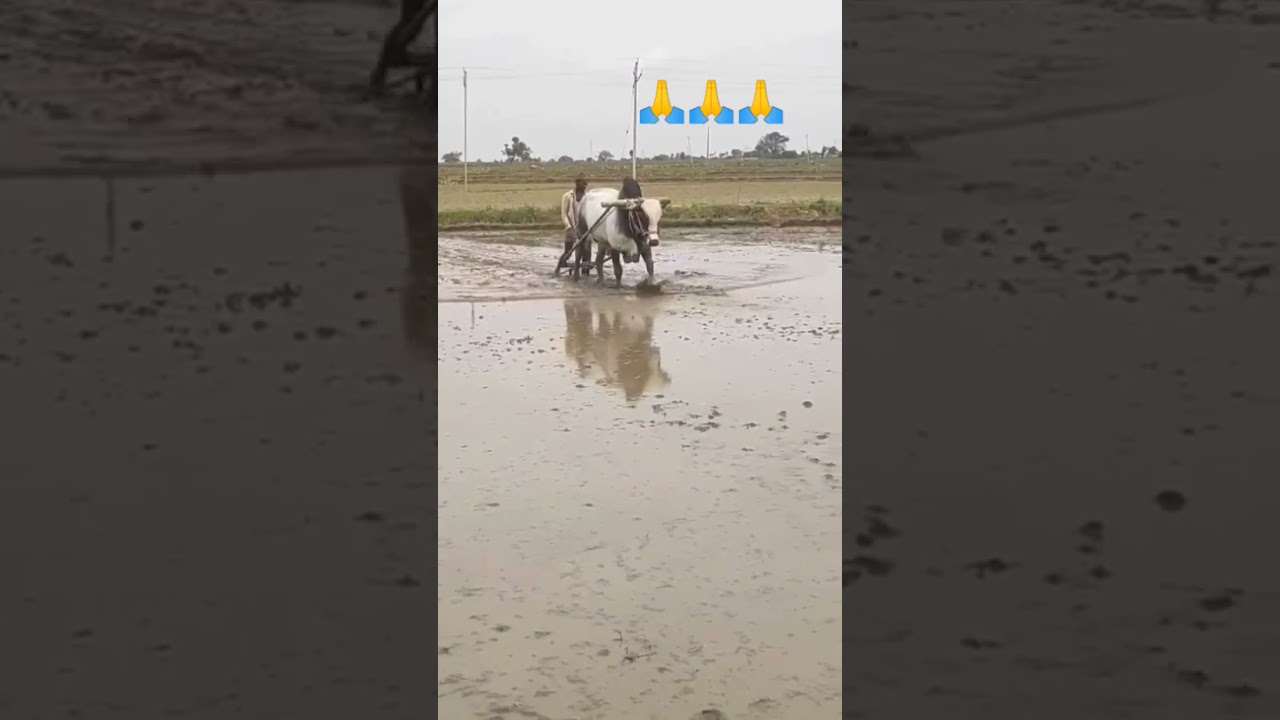 one bulls farming excellent for the filed 🙏🙏🙏