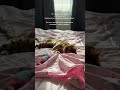 У вас такие же кайфун? 🐾😁 #кошкакайфун #бенгальскаяпорода #бенгал