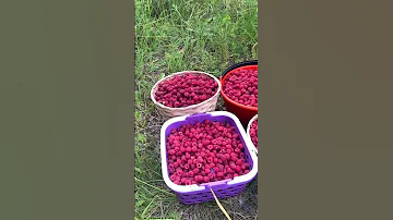 ЛУЧШИЙ СБОР ЛЕСНОЙ МАЛИНЫ 2022 !!!