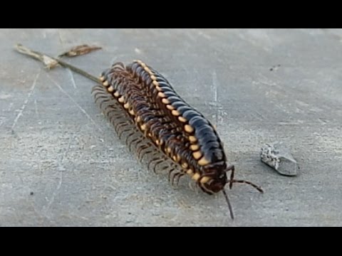 Begini Cara Ulat Gagak Kawin - Animal Mating 