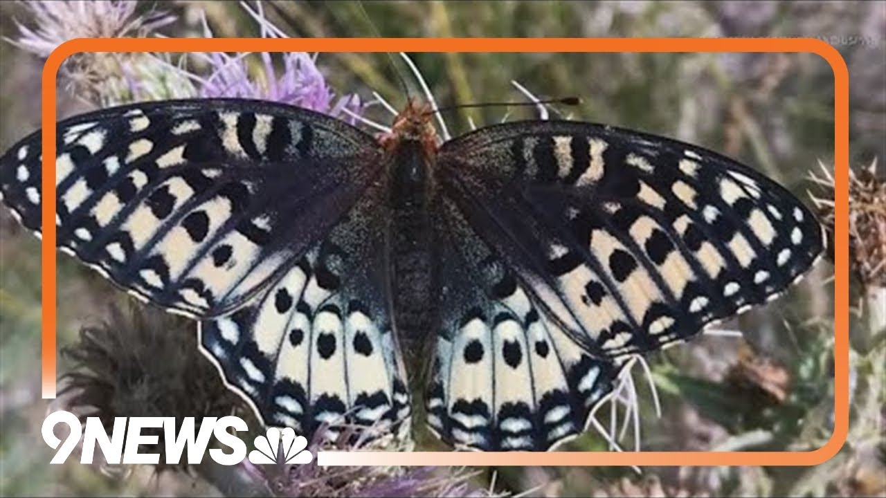 Butterfly seen in parts of southwest Colorado getting protections under Endangered Species Act