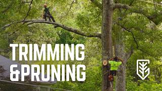 Trimming and Pruning Trees in Your Yard | Greenville Tree Company