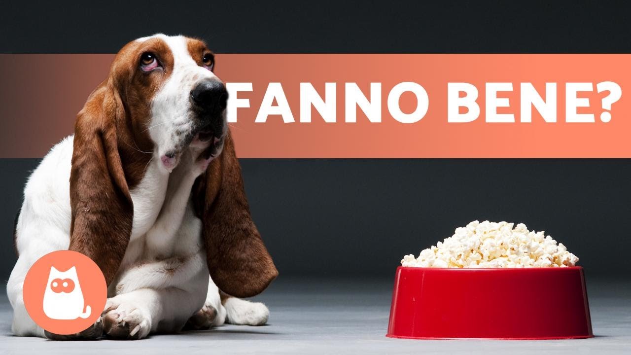 I Cani Possono Mangiare I Pop Corn