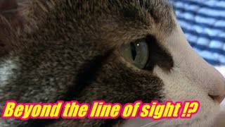 Cat attacking the vacuum cleaner