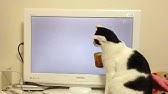 0 の力でアルゴリズム体操してみた Youtube