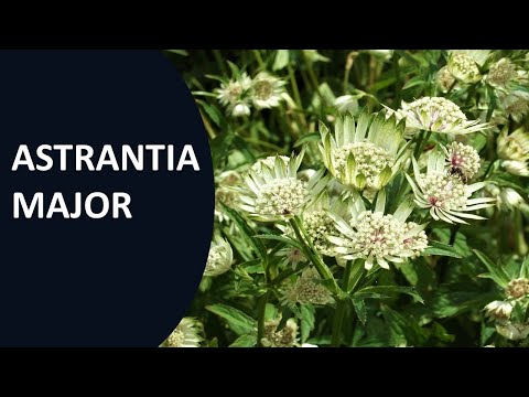 วีดีโอ: Astrantia ขนาดใหญ่ (53 รูป): การปลูกและดูแลในทุ่งโล่งสำหรับไม้ล้มลุก Astrantia Major พันธุ์ 