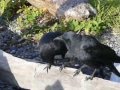 A crow couple hanging out at the beach