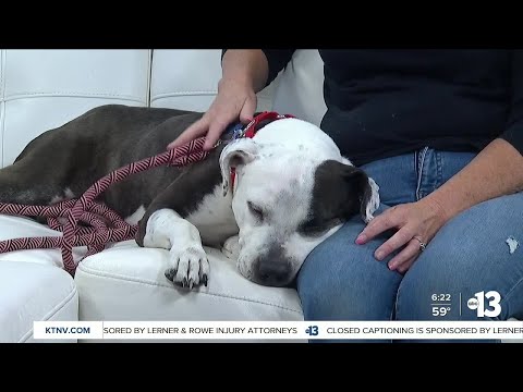 Video: Adoptable Dog of the Week- Petunjuk