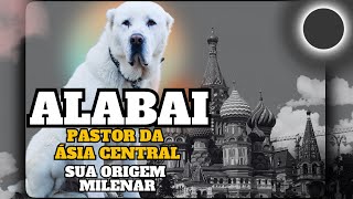 🐕 ALABAI o Pastor da Ásia Central🐾 Conheça a Sua Fascinante🎬 e Milenar Origem!