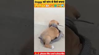 Mera Dil Ye Pukare Aaja 😲😰😱 //Puppy Dog's Catches Snake #Puppy #Dog #Snake #Viral#Shorts#Shortvideo
