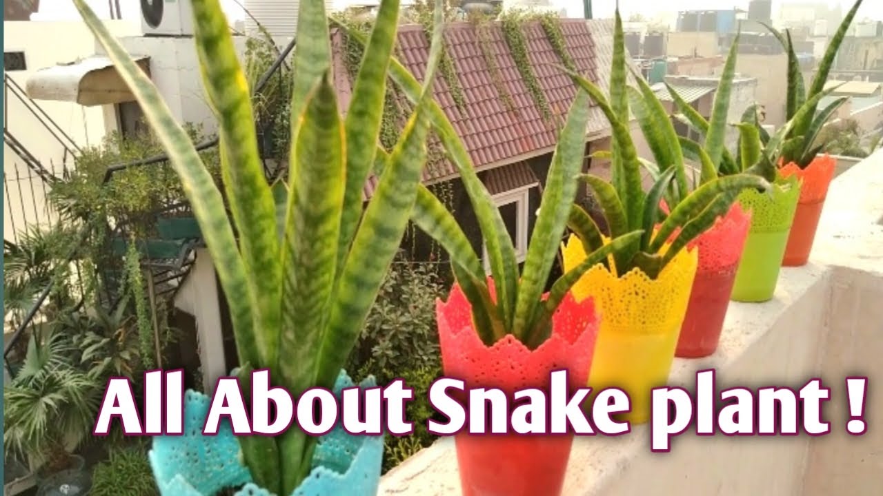 Snake plant care Air purifier plant Indoor plant care YouTube