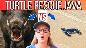 Can We Help Save Sea Turtles From Extinction? | Sukamade Turtle Rescue