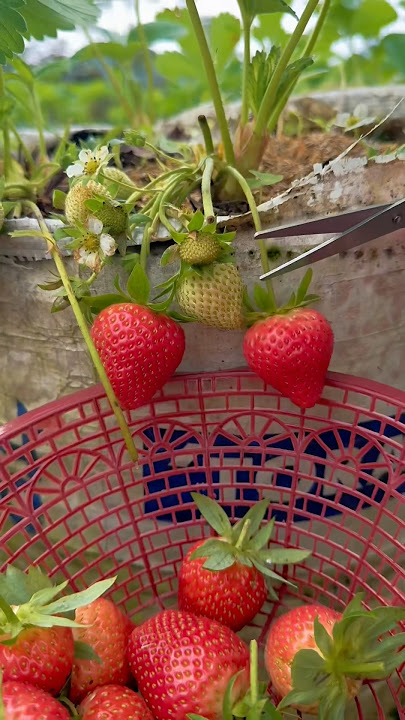 Petik buah strawberry dapet banyak banget #pancasakatv #vlog #strawberry #funny #shorts