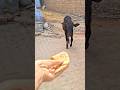 प्यारी बछिया #cow #shortsfeed #cows #shortvideo #gaumata #ytshorts #cowvideos #shorts #cowvideo
