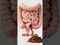 Inside Your Stomach: The Magic of Digestion