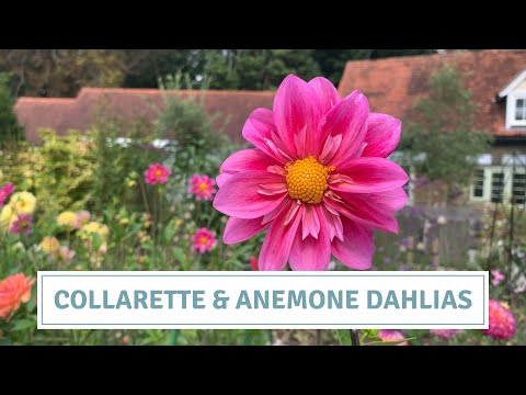 Video: Wat is Collarette Dahlias: Wenke vir die groei van Collarette Dahlias