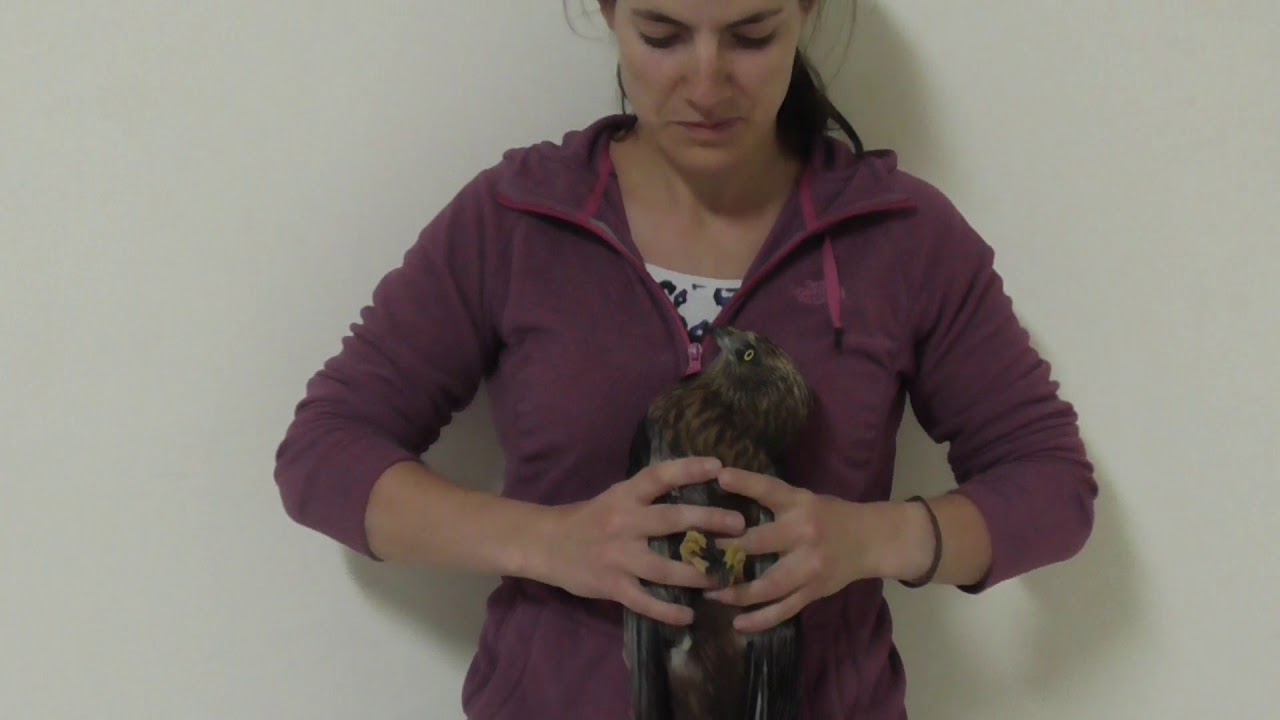 Second shot Marsh Harrier of the 2018 spring hunting season