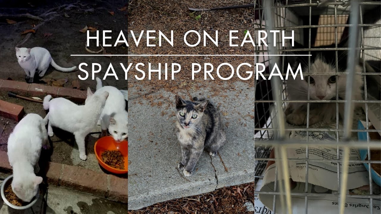 World Spay Day 2023: SpayShip Program