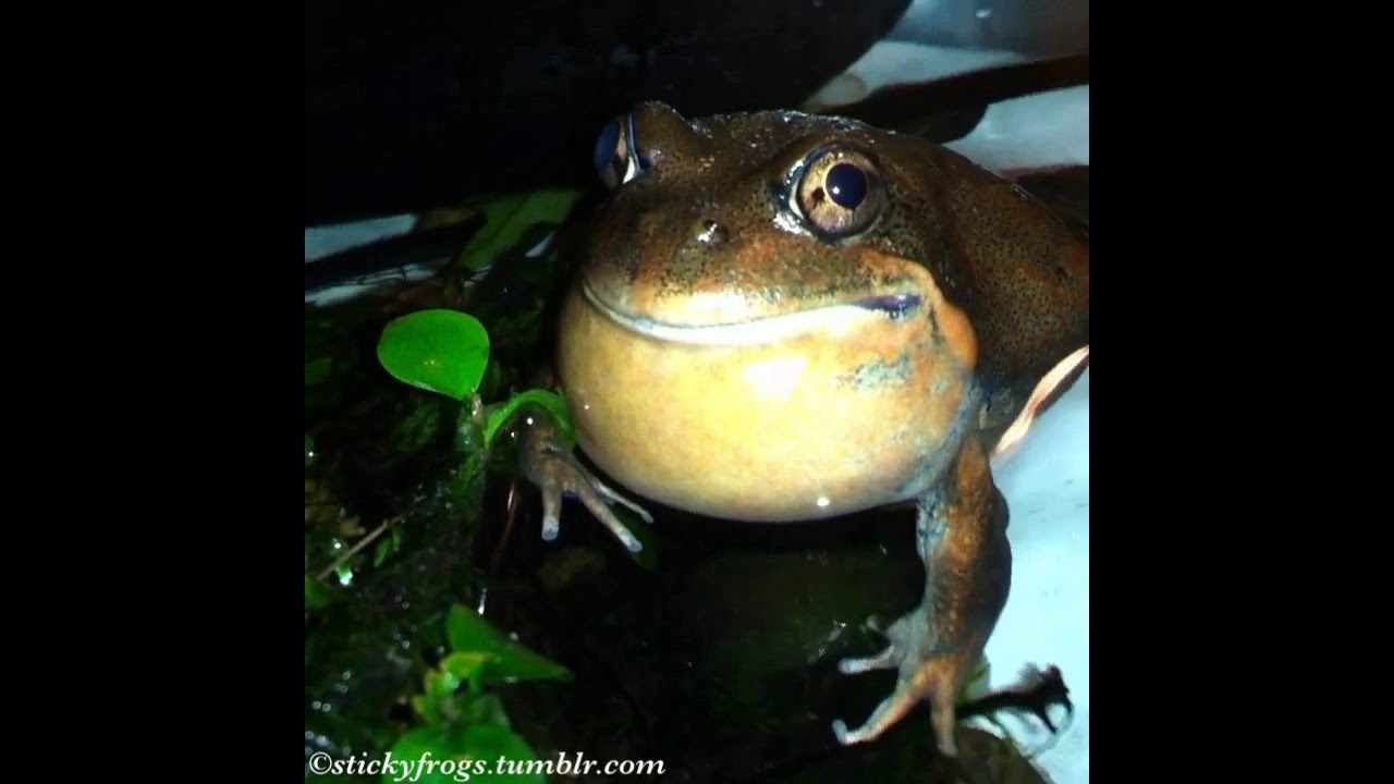 An Important Pobblebonk Interview with Barry!