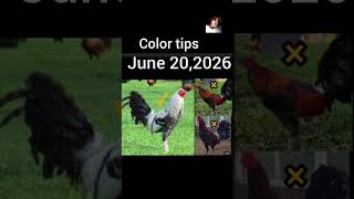 June 20,2026 Color tips