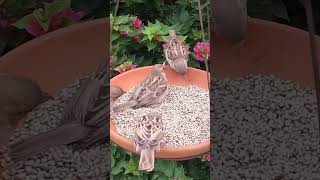 Sparrow Bird Chirping and eating food | Sparrow bird chirping sound | Hungry Sparrow fight for seed