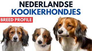 Nederlandse Kooikerhondjes Breed Profile History  Price  Traits  Grooming Needs  Lifespan