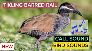 Ibong Tikling Na Barred Rail |Huni At Totoong Tunog|Legit Real Call Sound|Barred Rail Bird Sounds