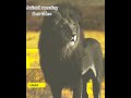 lion ke bare mein jankari #trending #lion #animals #jesus