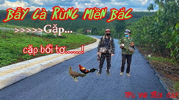 bẫy gà rừng miền bắc || tập 2 || bổi tơ mã vàng || thú vui trời đày