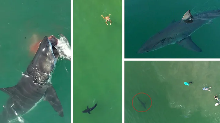 Best Great White Shark Drone Footage of 2020 (Narrated)