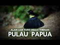 Pulau Papua: Warisan Alam Nusantara dan Burung Endemiknya