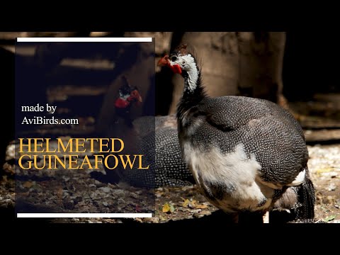 Helmeted Guineafowl [Numida Meleagris]