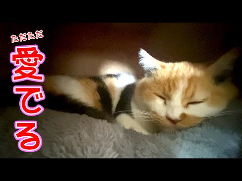 三毛猫まりもを愛でる動画！！
