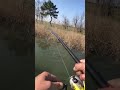 #Fish hunting #animals #fishing#hunting#shorts #viralshort