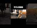 子犬と先住犬の初接触 #柴犬 #shibainu