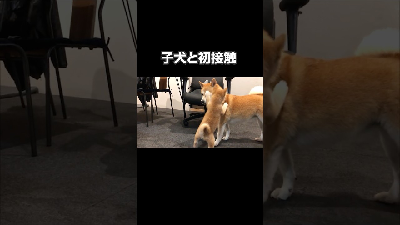 子犬と先住犬の初接触 #柴犬 #shibainu