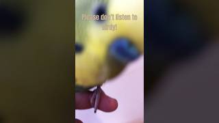 Birdy is being Sarcastic! #birdshorts #birdcomedy #funnybird #funnyshorts #bird #birdlovers 