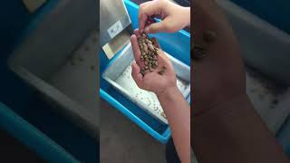 AI deep learning color sorter for green coffee bean sorting-remove detective&worm hole #coffeebean