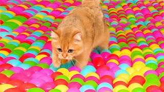 Can Kittens Walk On Ball Pit Floor?