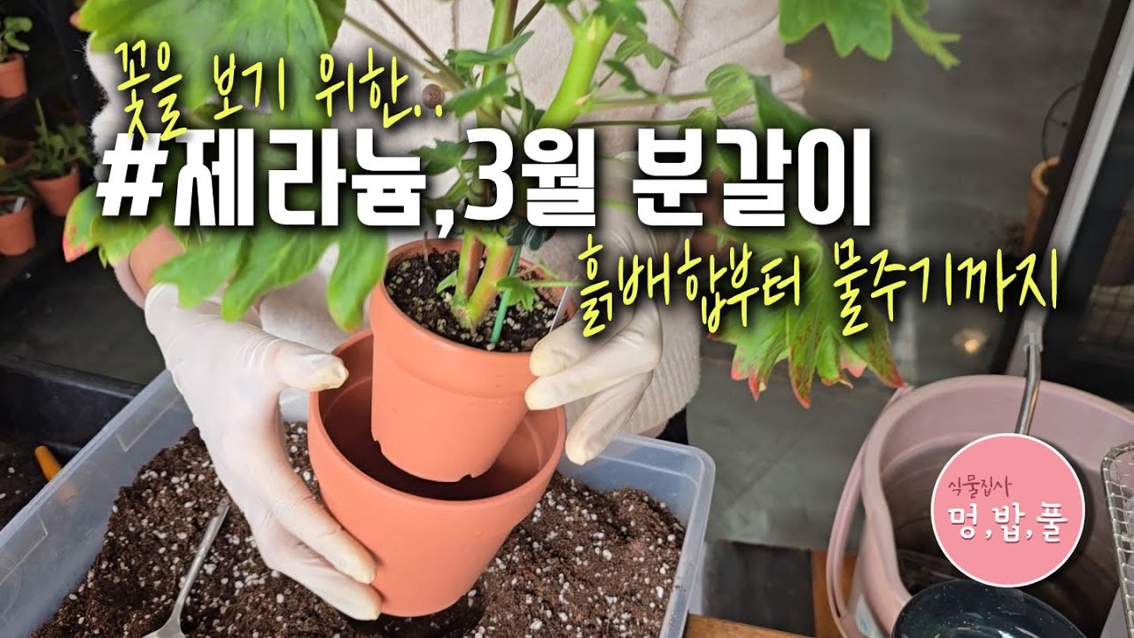 제라늄분갈이 #분갈이용품010-9236-3361 #제라늄봄분갈이