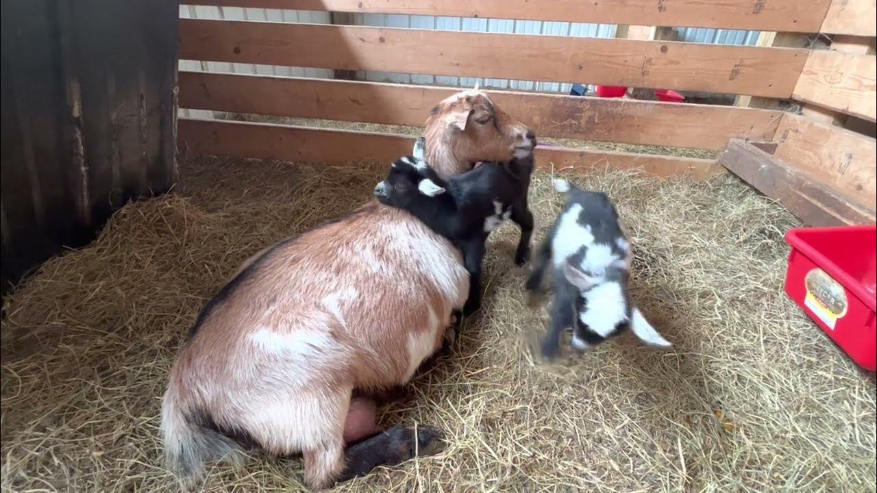 Treating goat arthritis with CBD oil Maverick & Goose or Tango & Cash