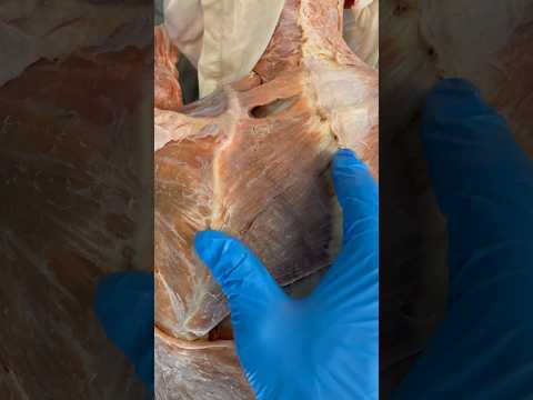 Видео: Cissus rhomboid: гэрийн арчилгаа, нөхөн үржихүй