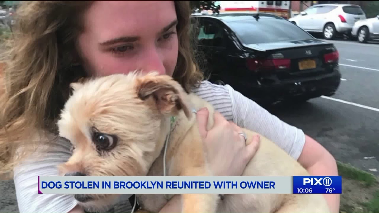 Reunited! Dog stolen from outside Brooklyn store back home with owner ...
